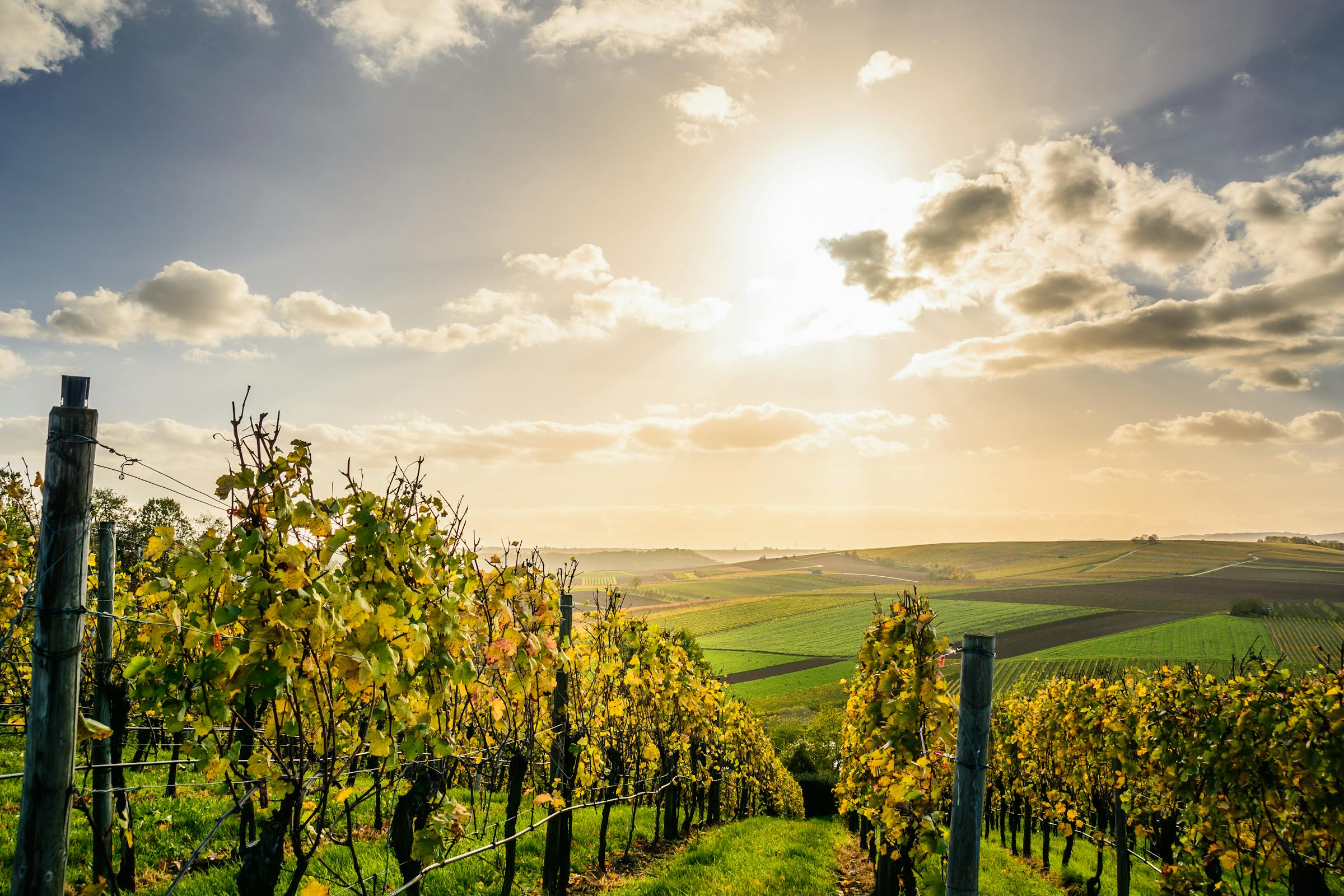 Weinberge bei Lauffen