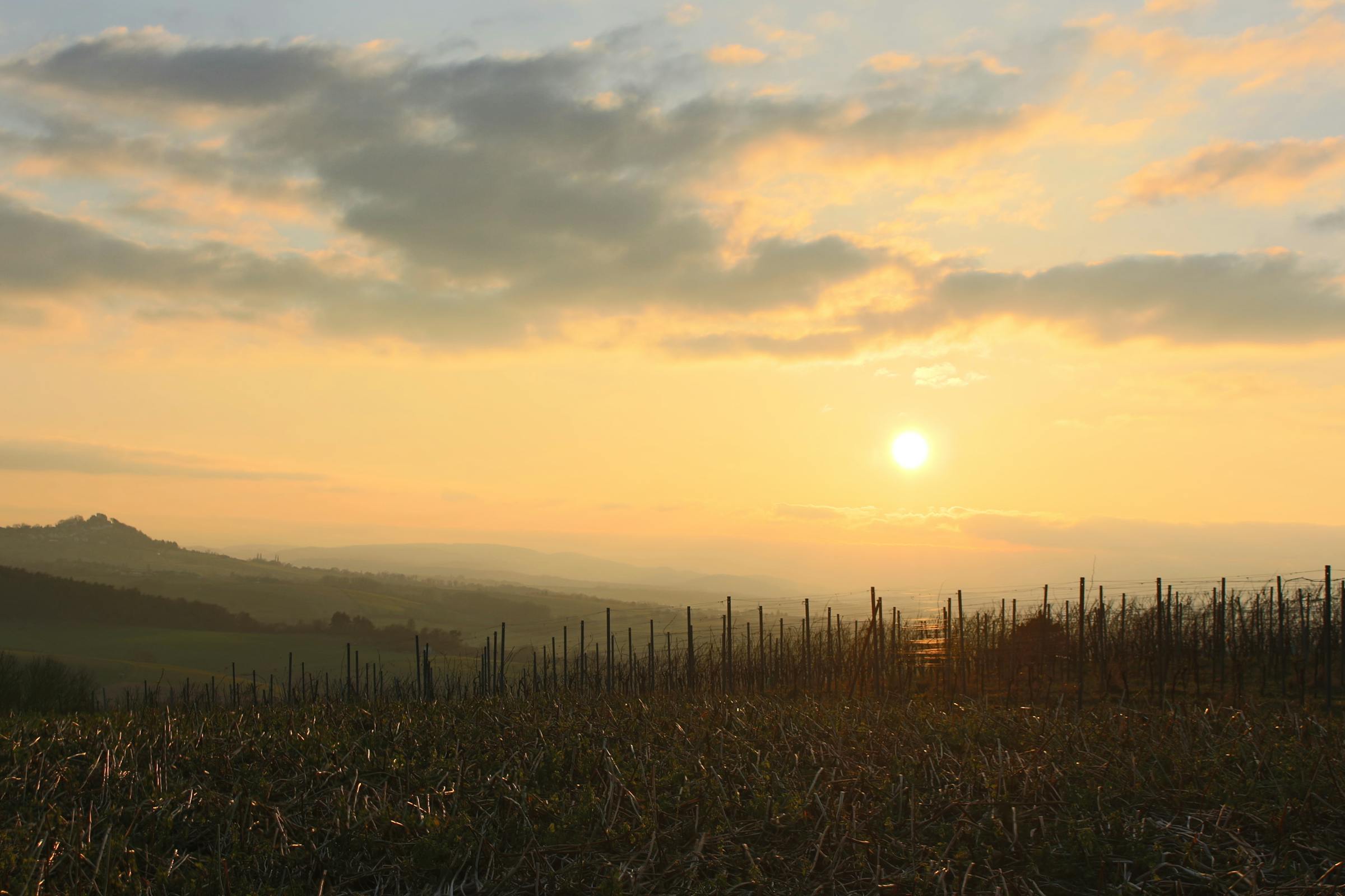 Weinberg im Sonnenuntergang